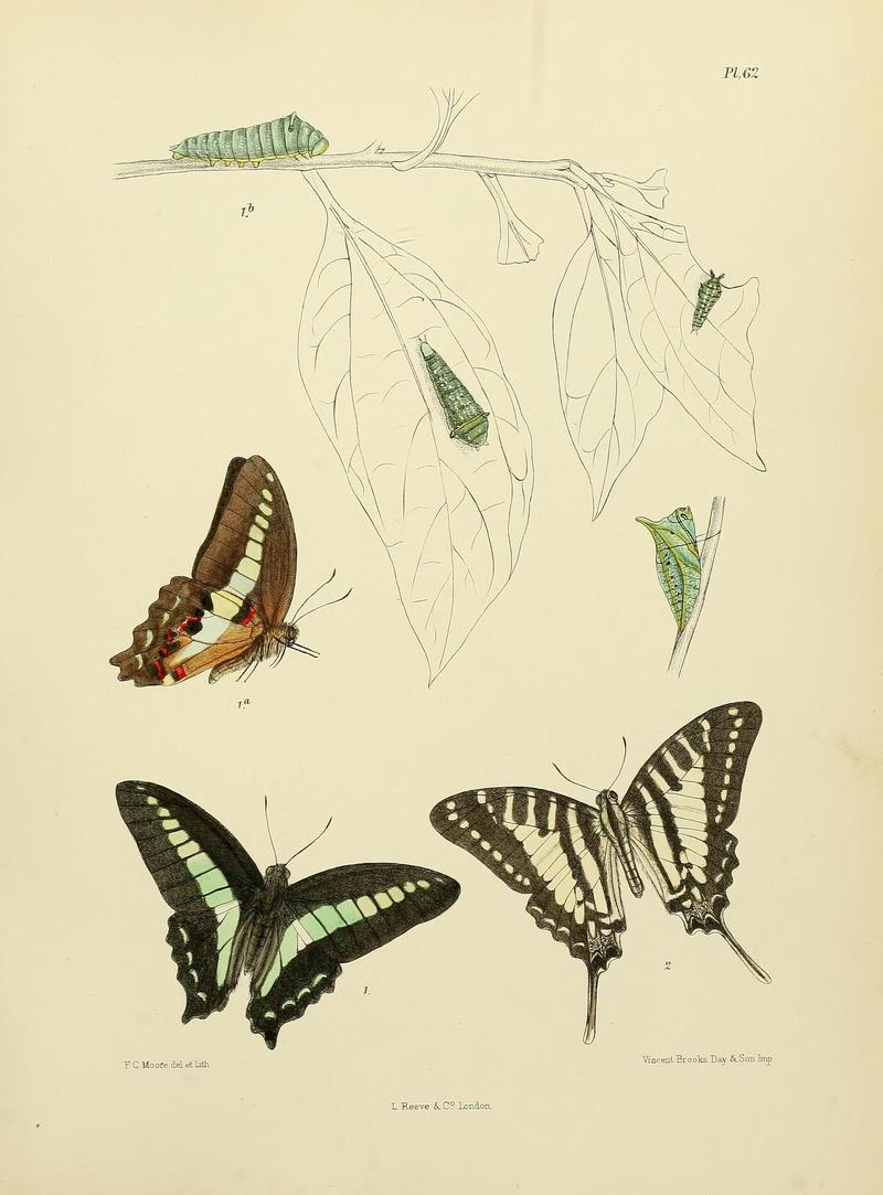 MooreThe Lepidoptera of CeylonPlate62