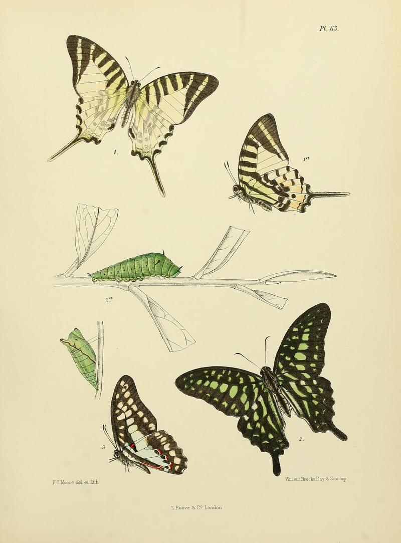 MooreThe Lepidoptera of CeylonPlate63