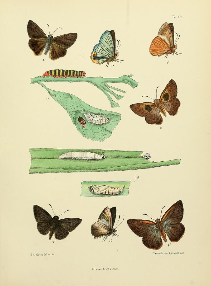 MooreThe Lepidoptera of CeylonPlate64