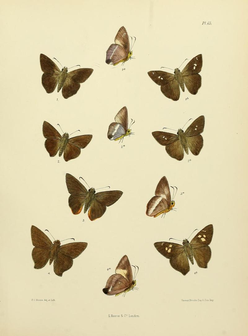 MooreThe Lepidoptera of CeylonPlate65