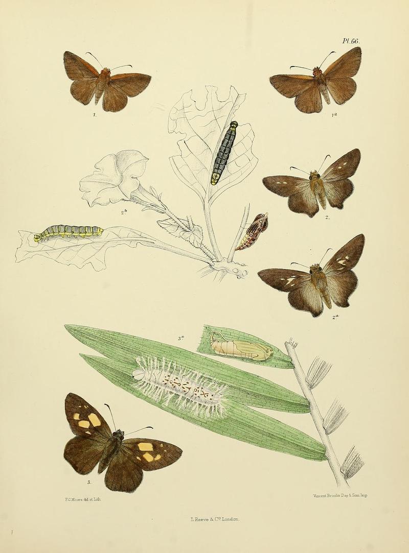 MooreThe Lepidoptera of CeylonPlate66