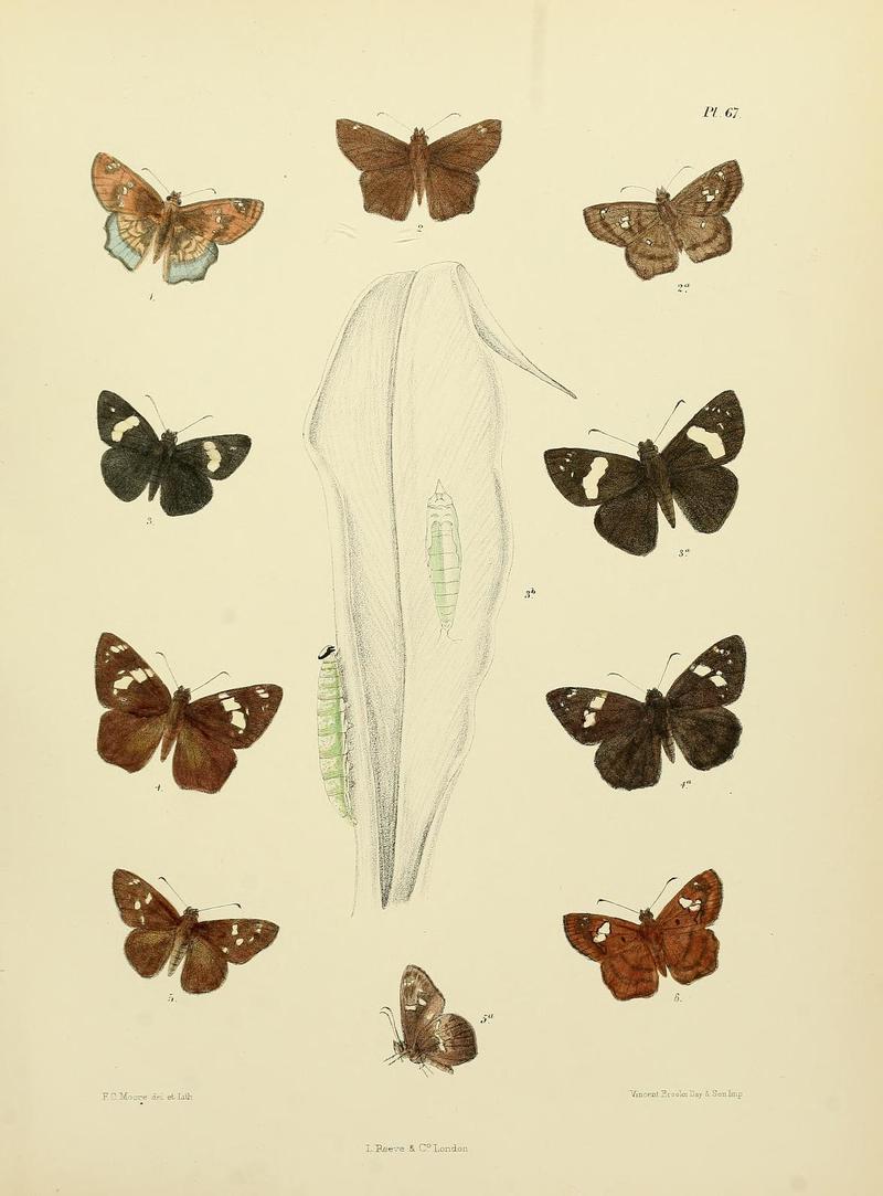 MooreThe Lepidoptera of CeylonPlate67