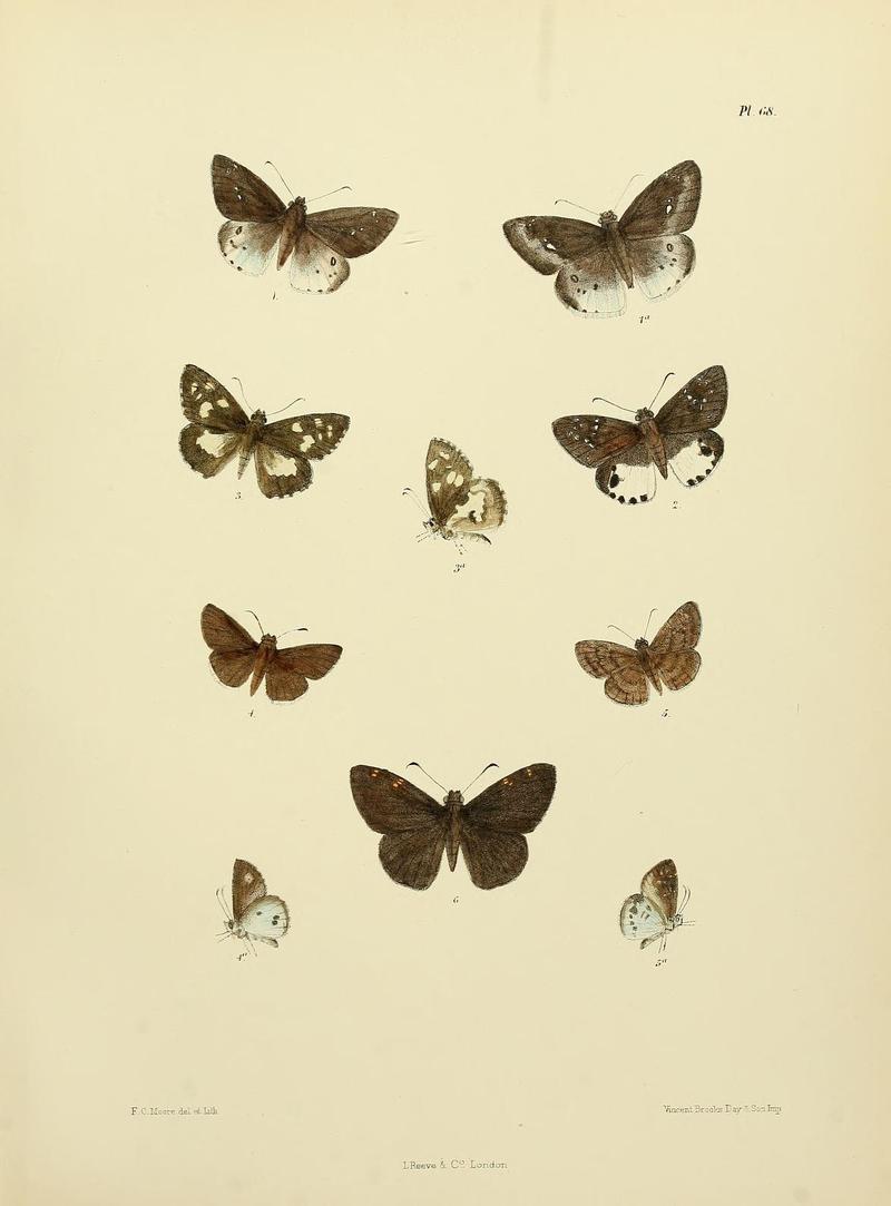 MooreThe Lepidoptera of CeylonPlate68