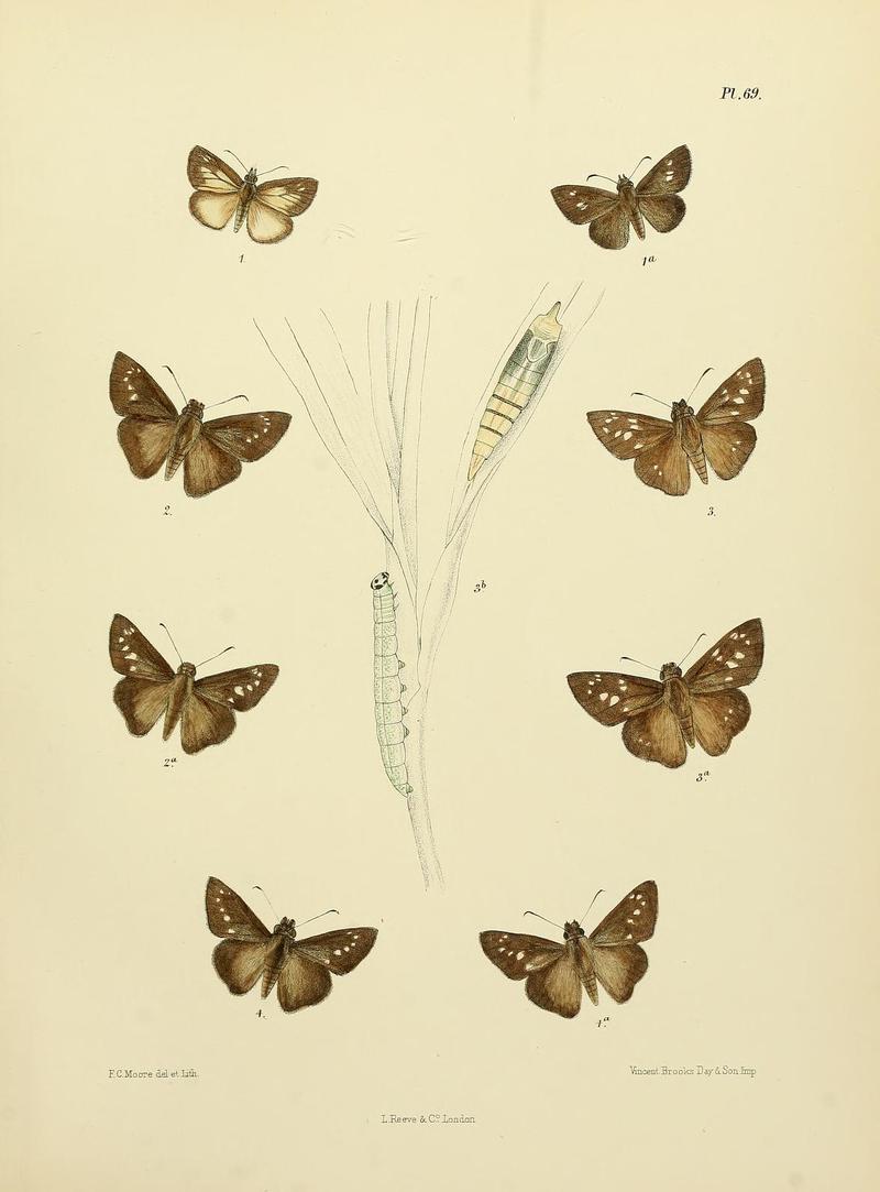 MooreThe Lepidoptera of CeylonPlate69