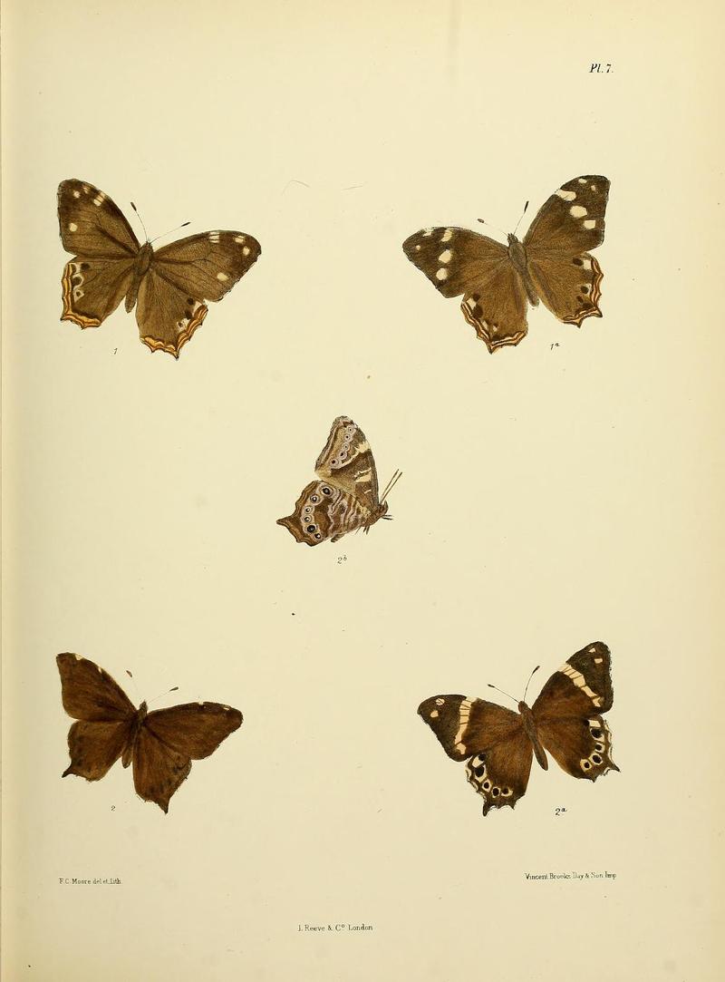 MooreThe Lepidoptera of CeylonPlate7