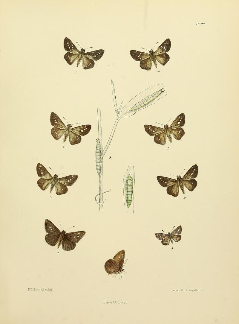 MooreThe Lepidoptera of CeylonPlate70