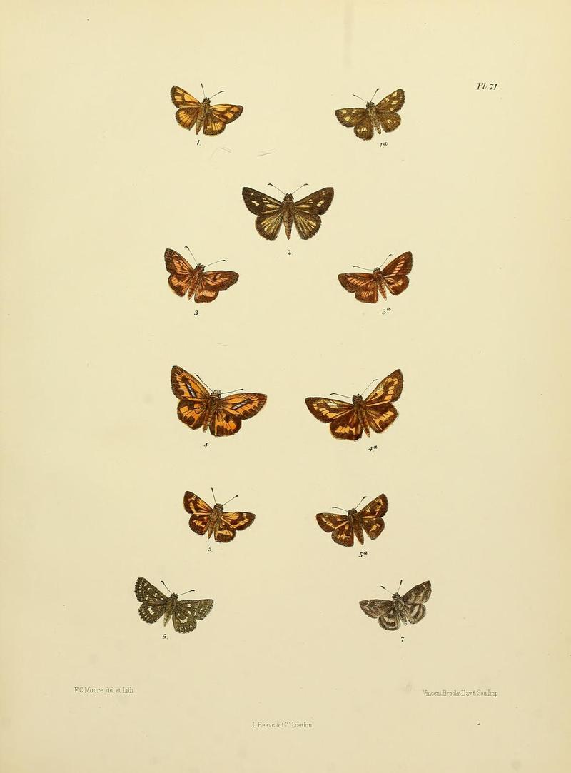 MooreThe Lepidoptera of CeylonPlate71