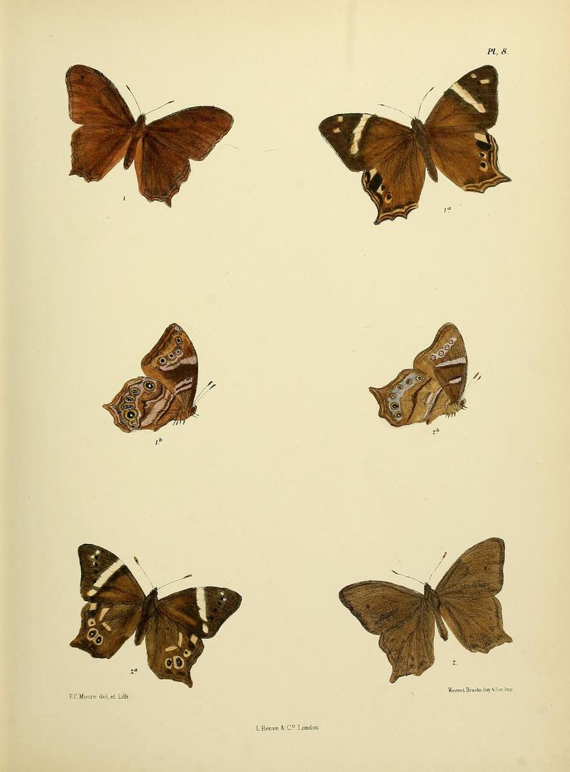 MooreThe Lepidoptera of CeylonPlate8