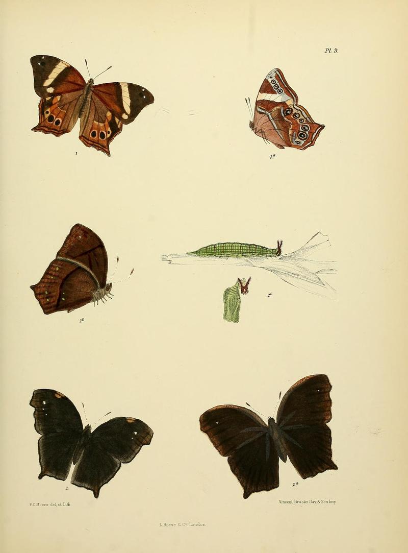 MooreThe Lepidoptera of CeylonPlate9