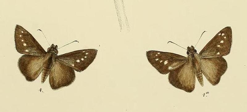 MooreThe Lepidoptera of Ceylon Plate69 (Caltoris philippina)