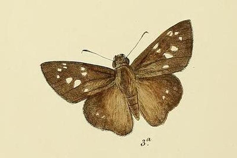 Moore The Lepidoptera of Ceylon Plate69 (Pelopidas conjuncta)