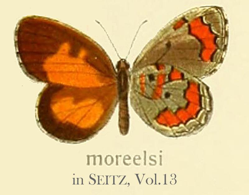 Moreelsi inSeitzVol13