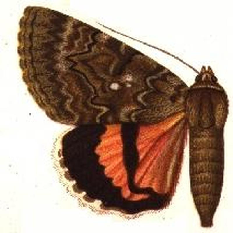Mormonia mesopotamica