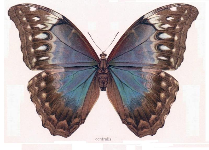 Morpho centralis seitz