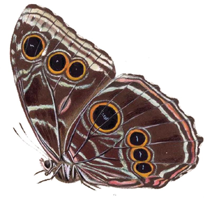 Morpho deidama granadensis - BCA