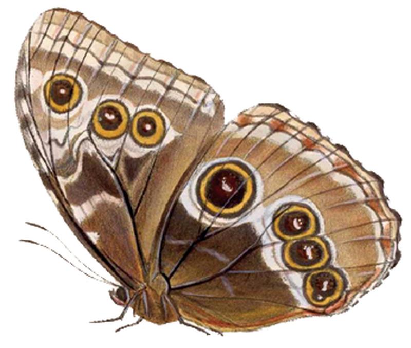 Morpho helenor octavia2 - BCA