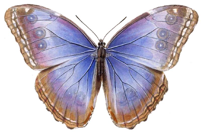 Morpho helenor octavia - BCA