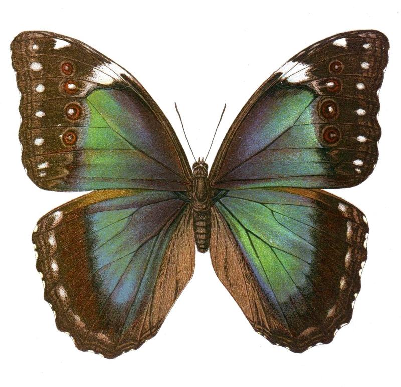 Morpho menelaus seitz