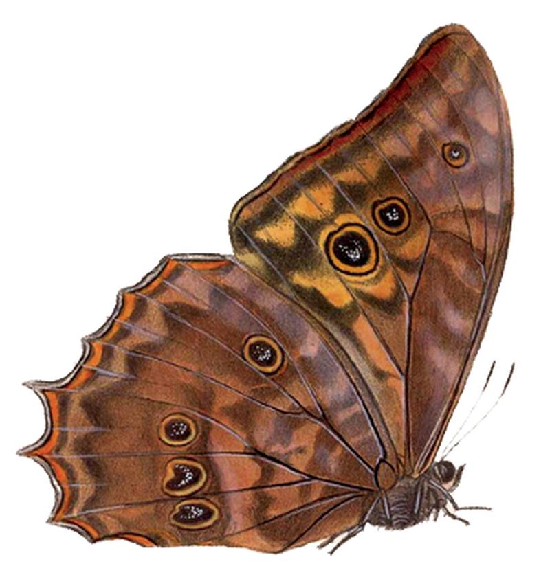 Morpho theseus justitiae2 - BCA