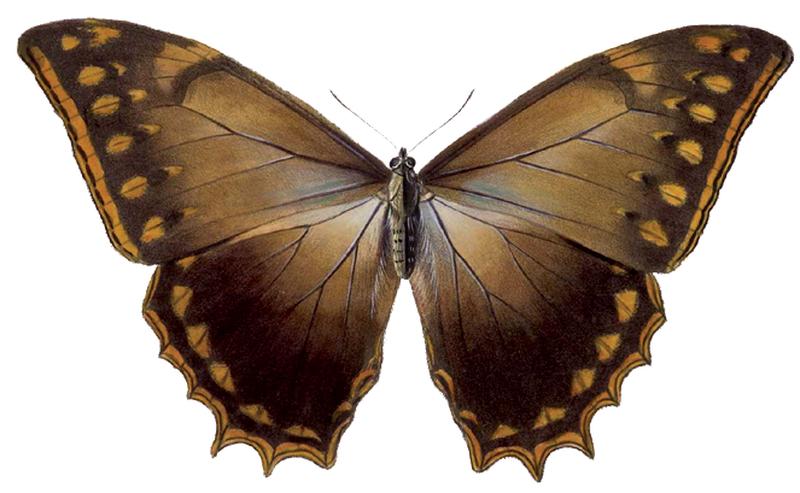 Morpho theseus justitiae - BCA