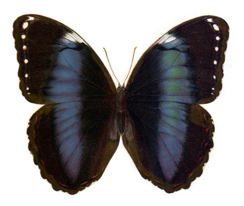 Morpho trojana seitz