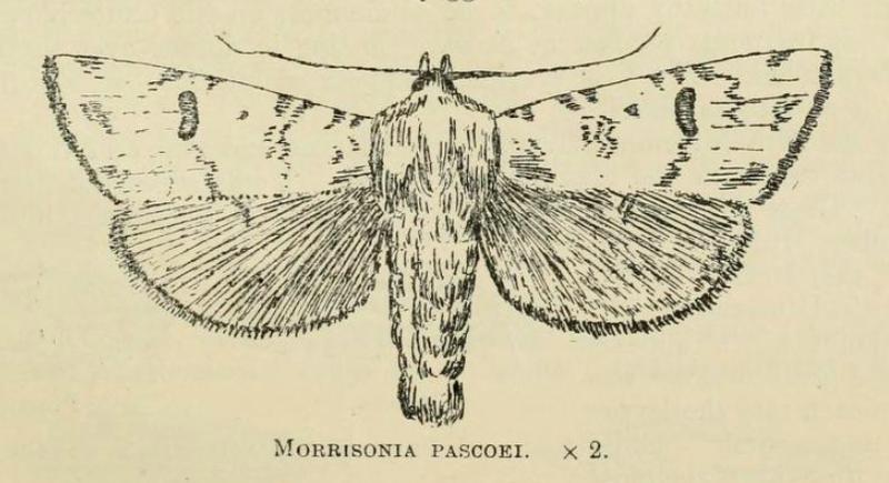 Morrisonia pascoei by W. G. Howes