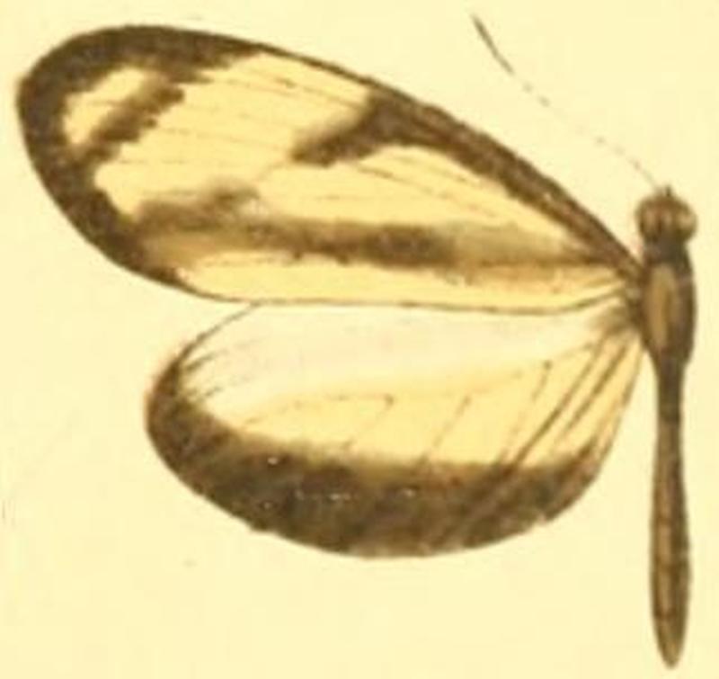 Moschoneura pinthous amelina