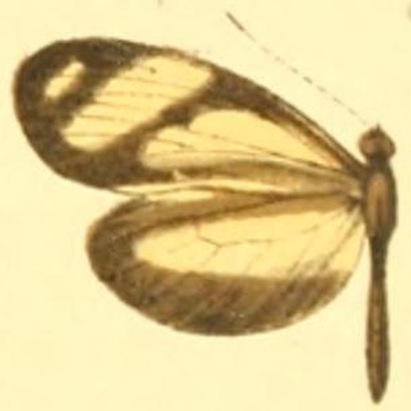 Moschoneura pinthous amelina female