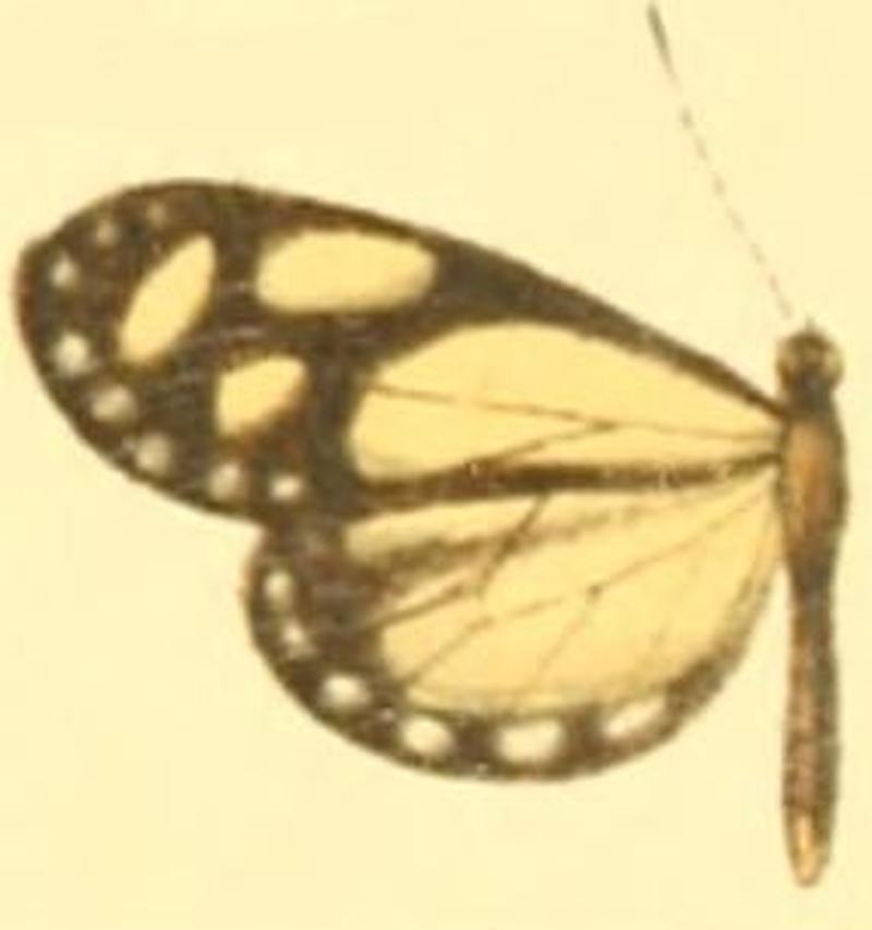 Moschoneura pinthous ithomia