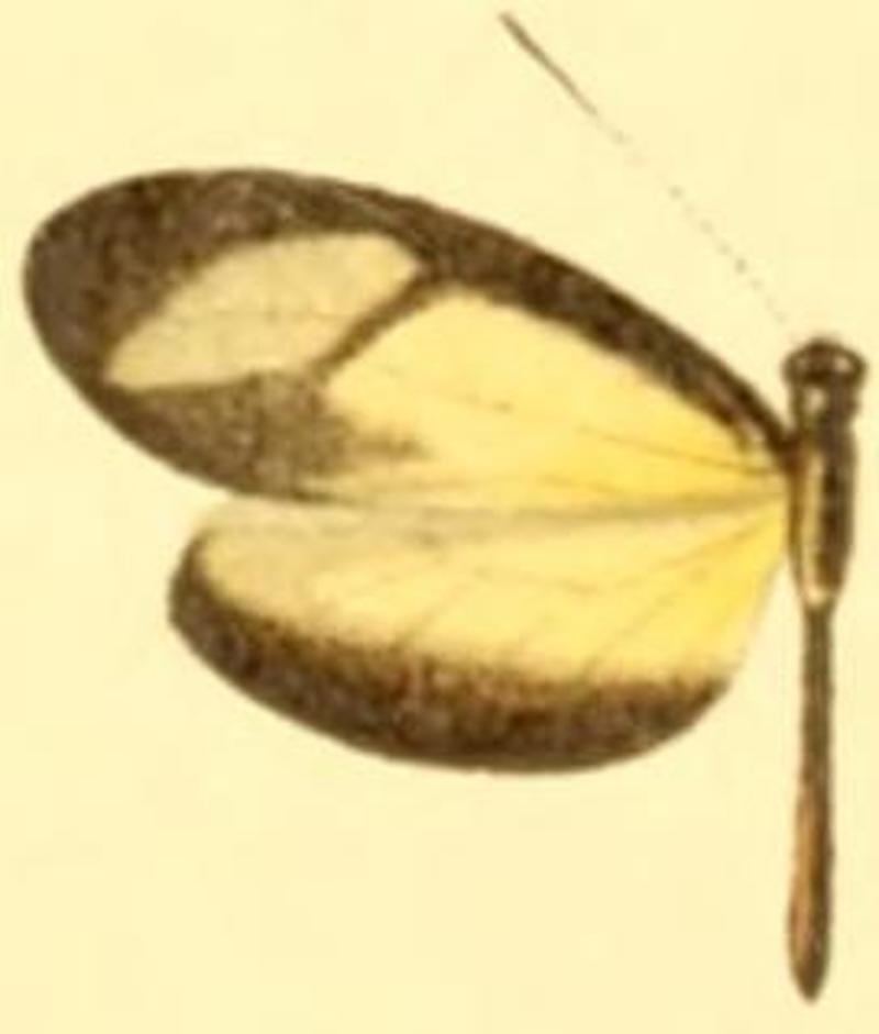 Moschoneura pinthous methymna