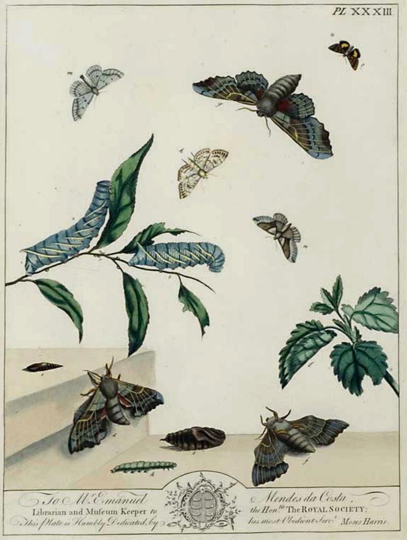 MosesHarrisPoplarHawk-Moth