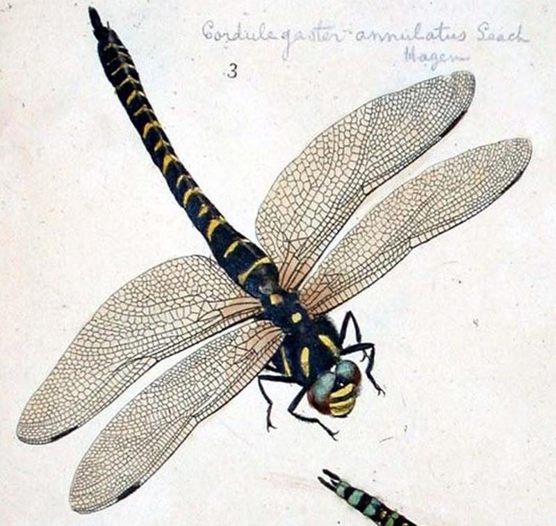 Moses Harris - Cordulegaster annulatus