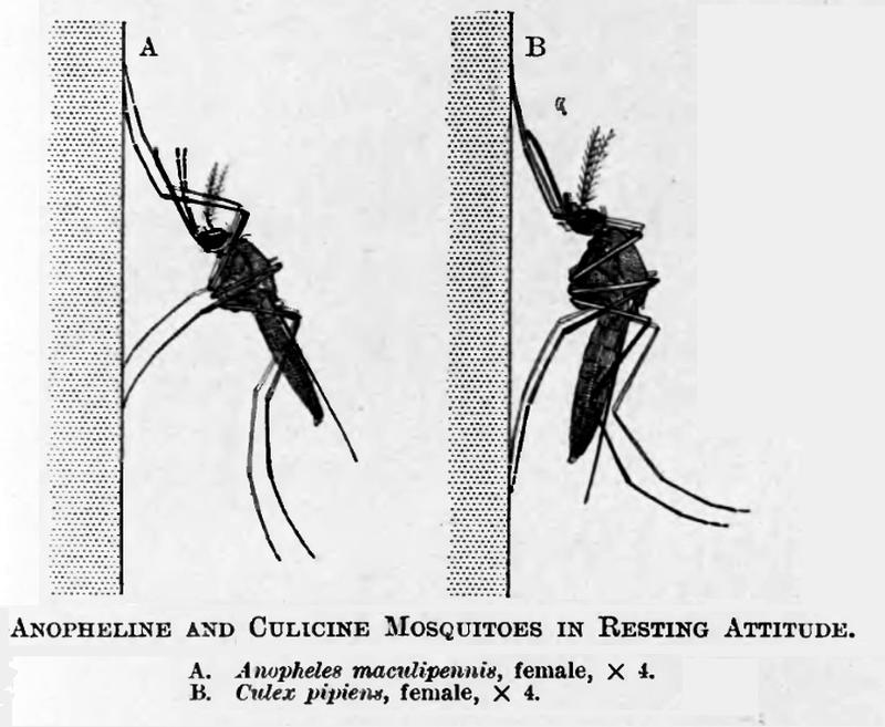 Culex versus Anopheles