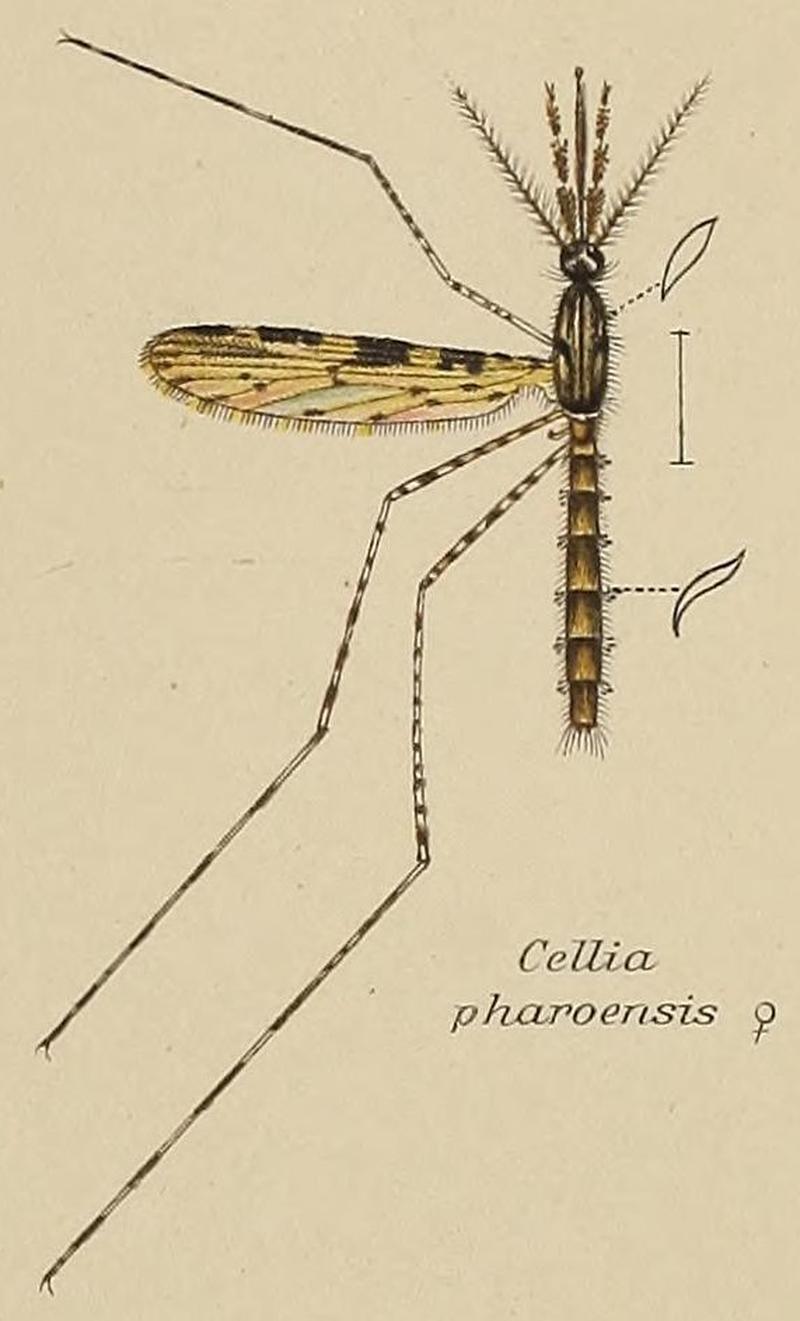 Mosquitoes described by F. V. Theobald (1905) 01