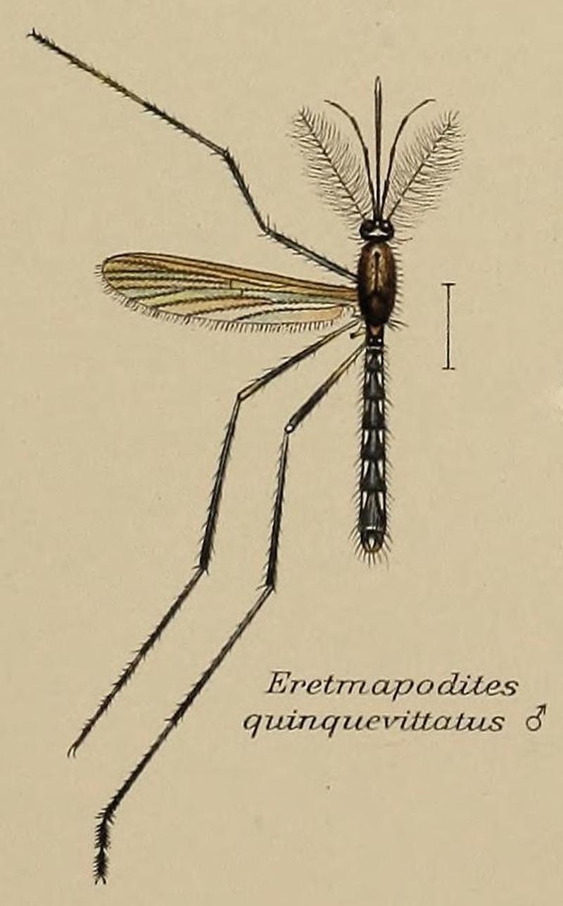 Mosquitoes described by F. V. Theobald (1905) 02