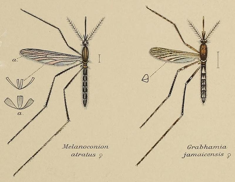 Mosquitoes described by F. V. Theobald (1905) 03