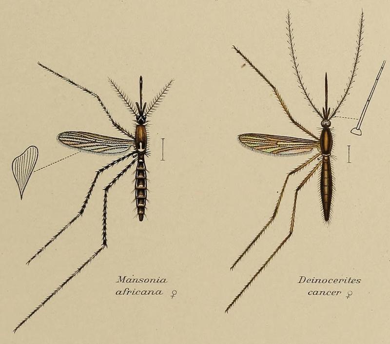 Mosquitoes described by F. V. Theobald (1905) 04