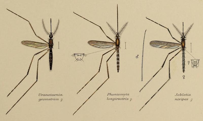 Mosquitoes described by F. V. Theobald (1905) 05