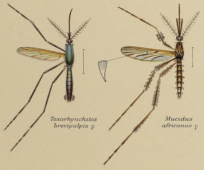 Mosquitos described by F.V. Theobald (1905)