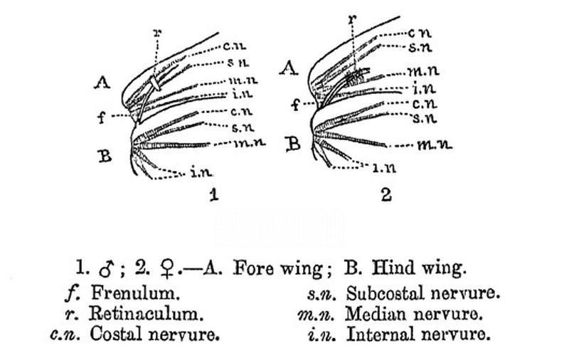 Moth wing hampson