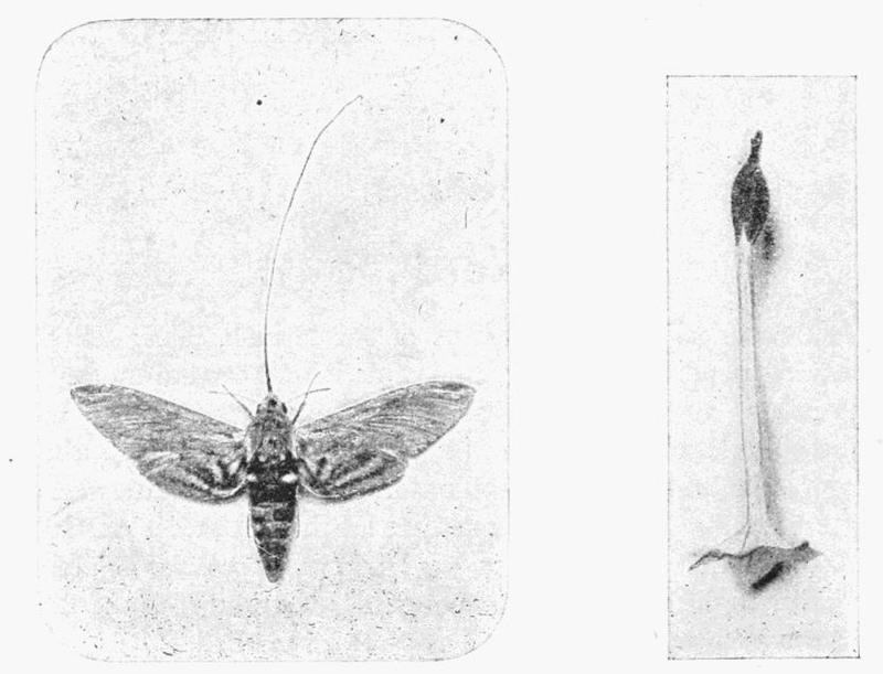 Moths of the British Isles Fig01