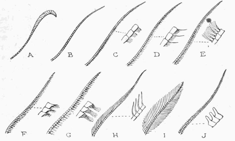 Moths of the British Isles Fig02