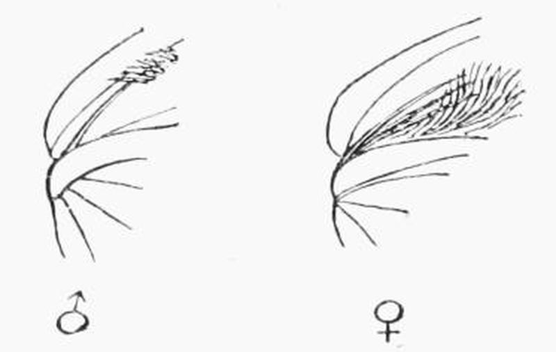 Moths of the British Isles Fig03