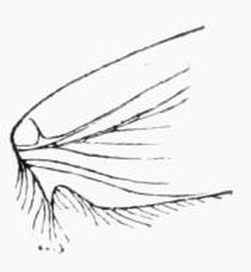 Moths of the British Isles Fig04