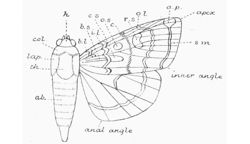 Moths of the British Isles Fig05