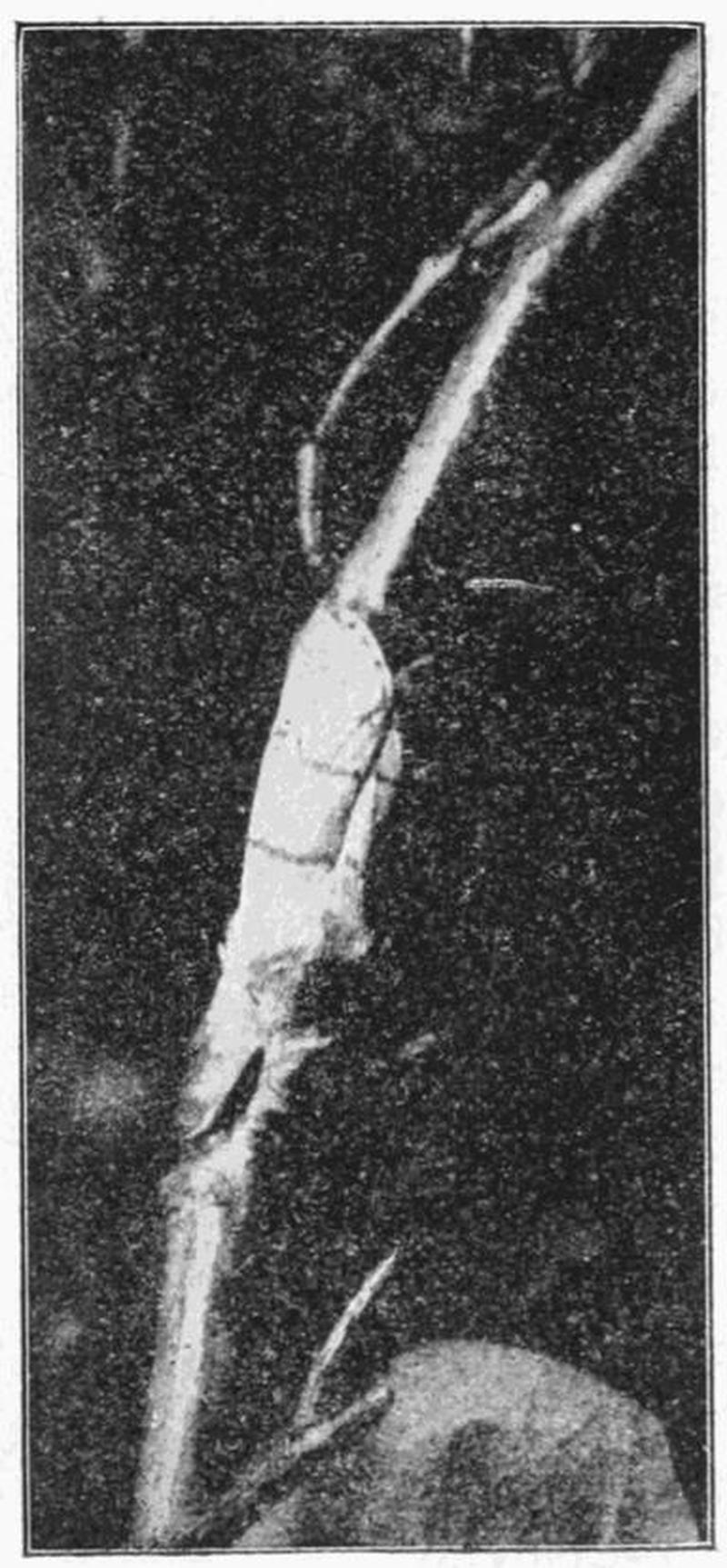 Moths of the British Isles Fig06