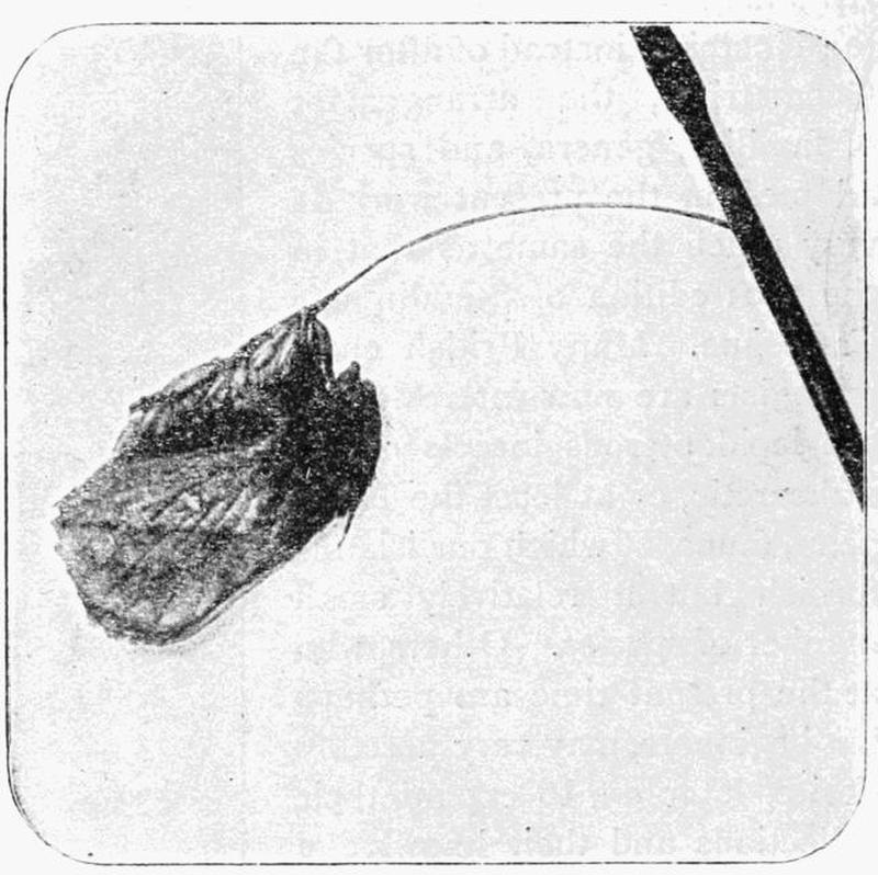Moths of the British Isles Fig07