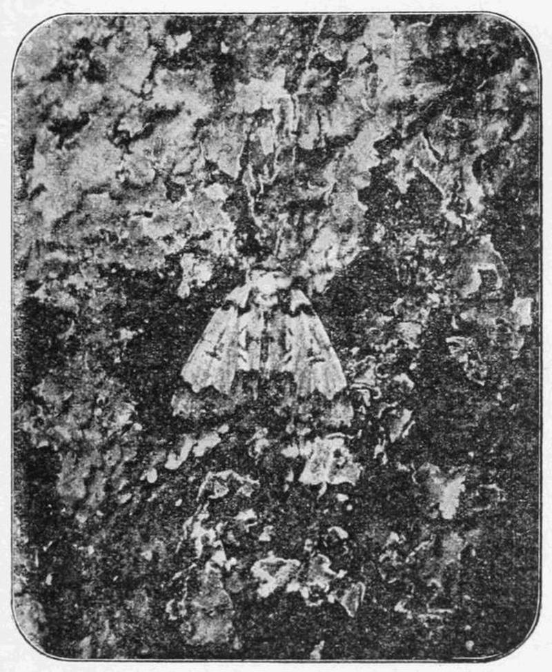 Moths of the British Isles Fig08