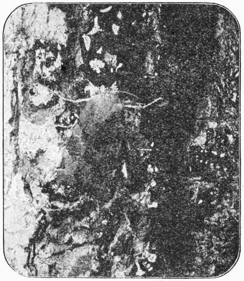 Moths of the British Isles Fig09