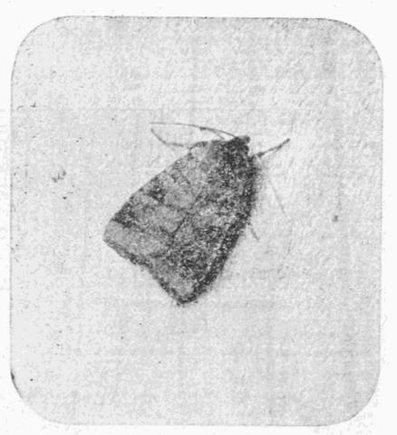 Moths of the British Isles Fig10